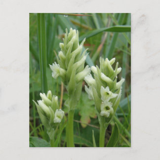 Postal Colchones de damas encapuchadas, Isla Unalaska