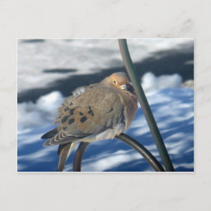 Postal Cold Dove 1
