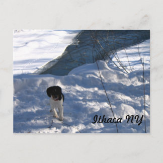 Postal Cold Puppy