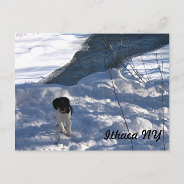 Postal Cold Puppy (Anverso)