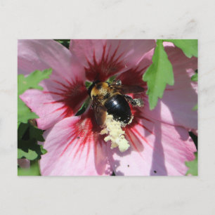 Postal Colección Abeja Ocupada: Polen en un Hibisco