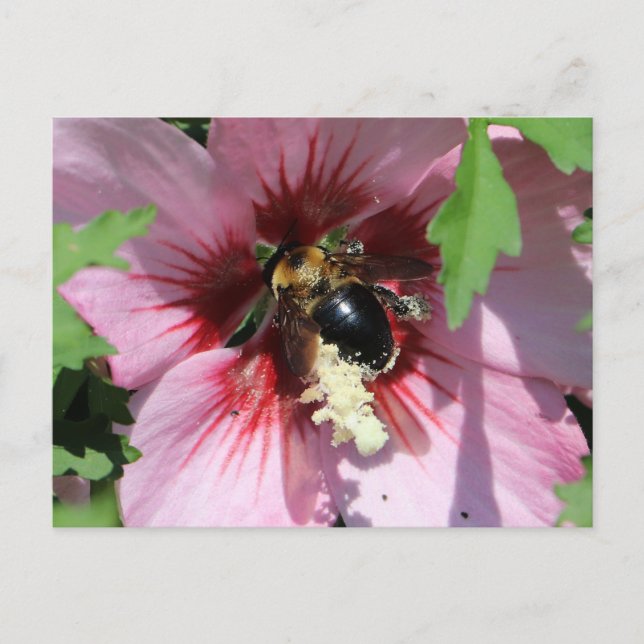 Postal Colección Abeja Ocupada: Polen en un Hibisco  (Anverso)