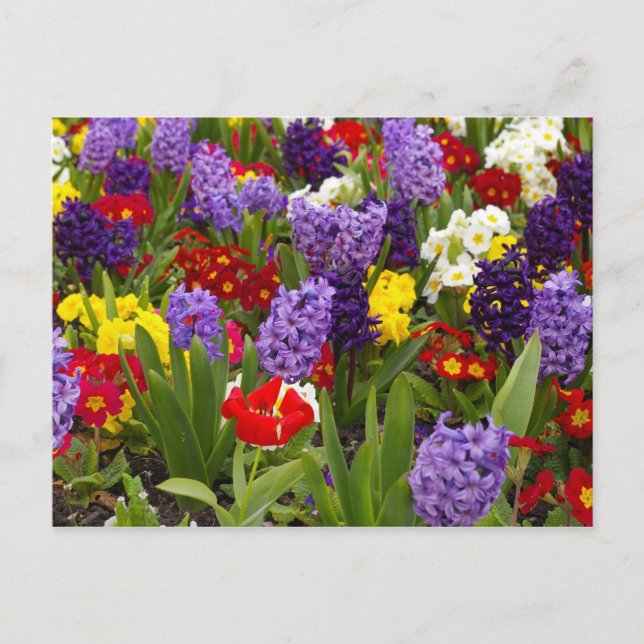 Postal Colección Arcoíris (Anverso)