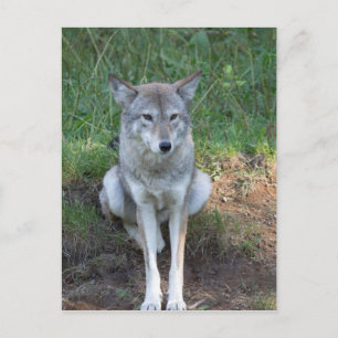 Postal Colección Coyote