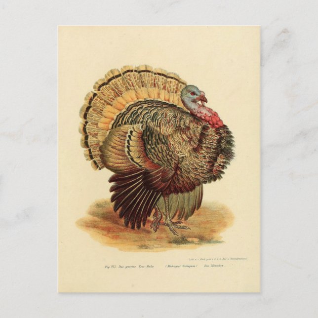 Postal Colección de aves de ilustracion de pavo (Anverso)