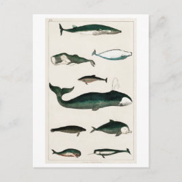 POSTAL "COLECCIÓN DE BALLENAS DE VENTAJA" SEALIFE POSTCAR