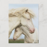 Colección de caballos