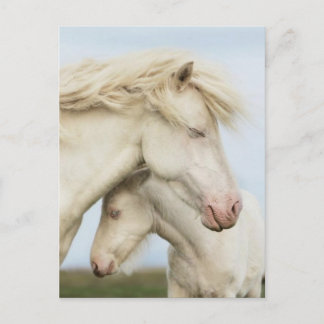 Postal Colección de caballos