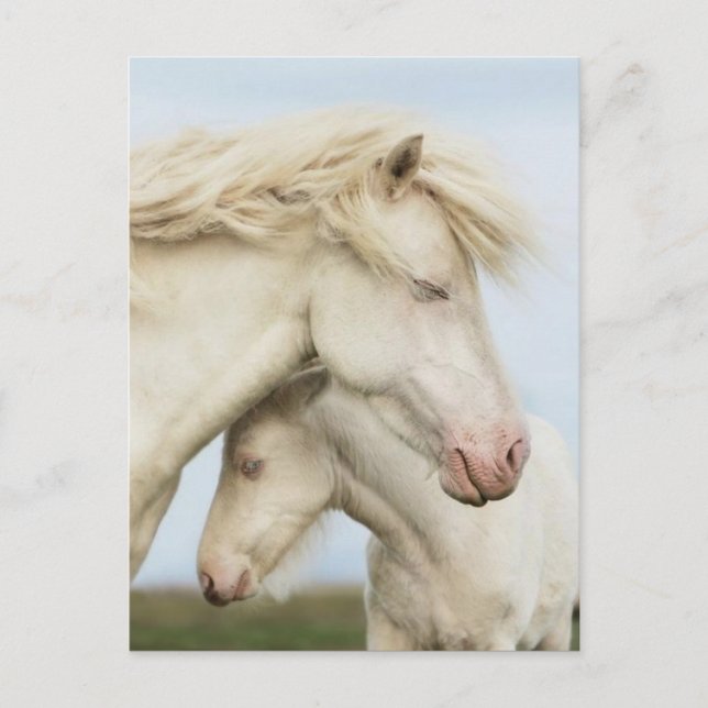 Postal Colección de caballos (Anverso)