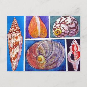 Postal Colección de conchas marinas