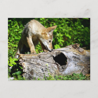 Postal Colección de Coyote - ¿Qué hay en ese registro?