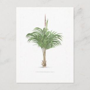 Postal Colección de dibujos de palma