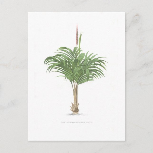 Postal Colección de dibujos de palma (Anverso)