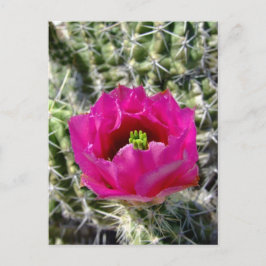 Postal Colección de flores de cactus de hedgehog rosa