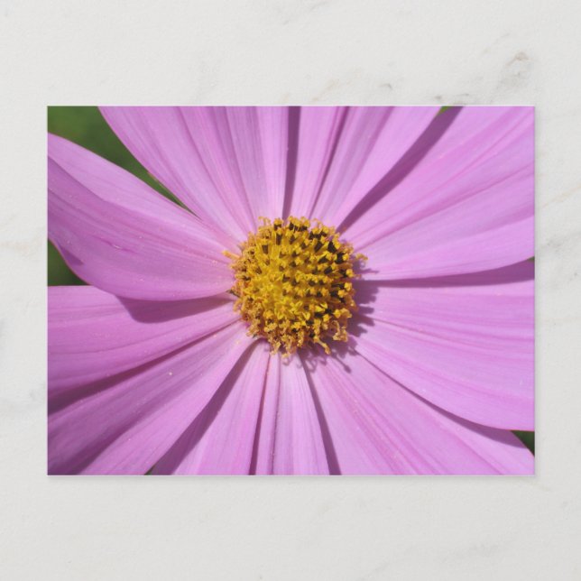 Postal Colección de flores Nº 4 (Anverso)