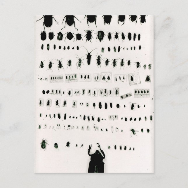 Postal Colección de insectos de Darwin (Anverso)