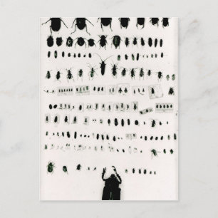 Postal Colección de insectos de Darwin