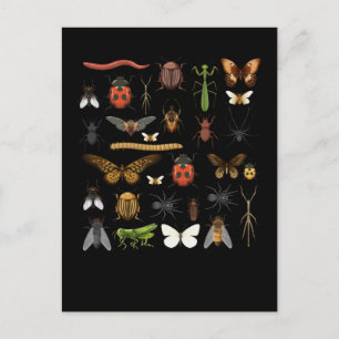 Postal Colección de Insectos Naturaleza Vuela Mariposa Po