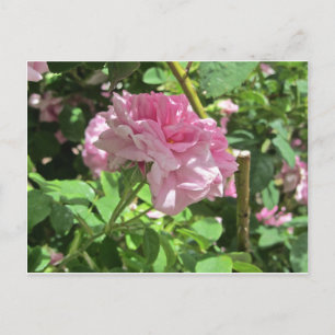 Postal Colección de jardines botánicos Denver