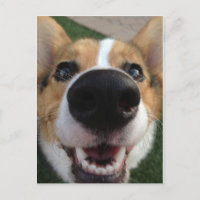 Colección de la nariz de perro de Corgi galés