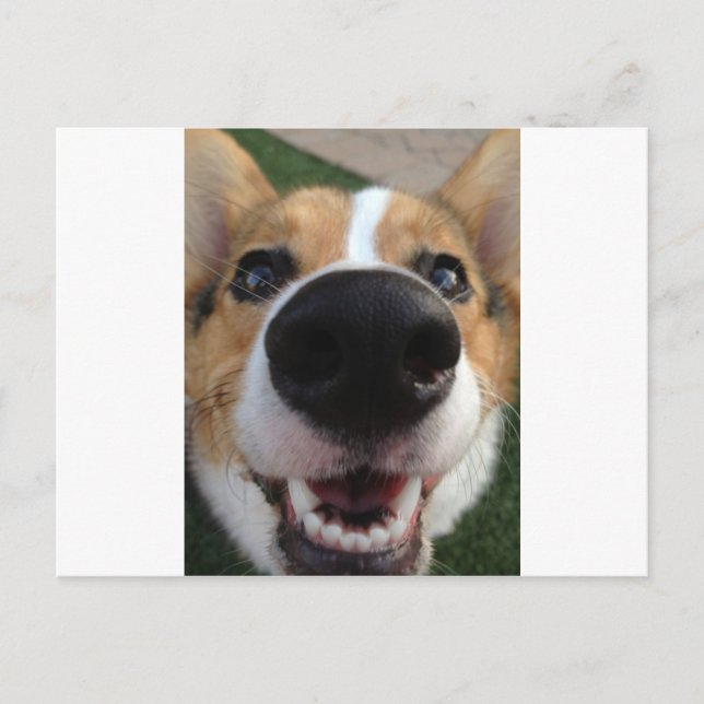 Postal Colección de la nariz de perro de Corgi galés (Anverso)