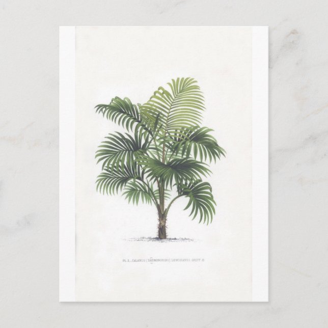 Postal Colección de los dibujos de la palma (Anverso)