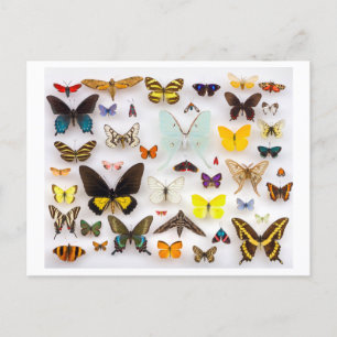 Postal Colección de mariposas