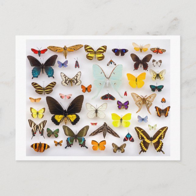 Postal Colección de mariposas (Anverso)