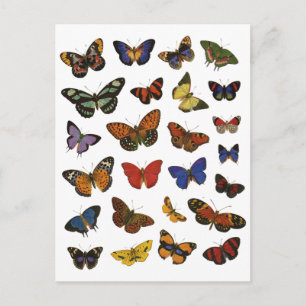 Postal Colección de mariposas