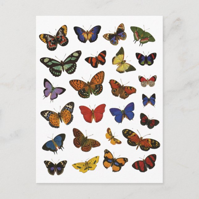 Postal Colección de mariposas (Anverso)