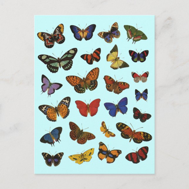 Postal Colección de mariposas (Anverso)