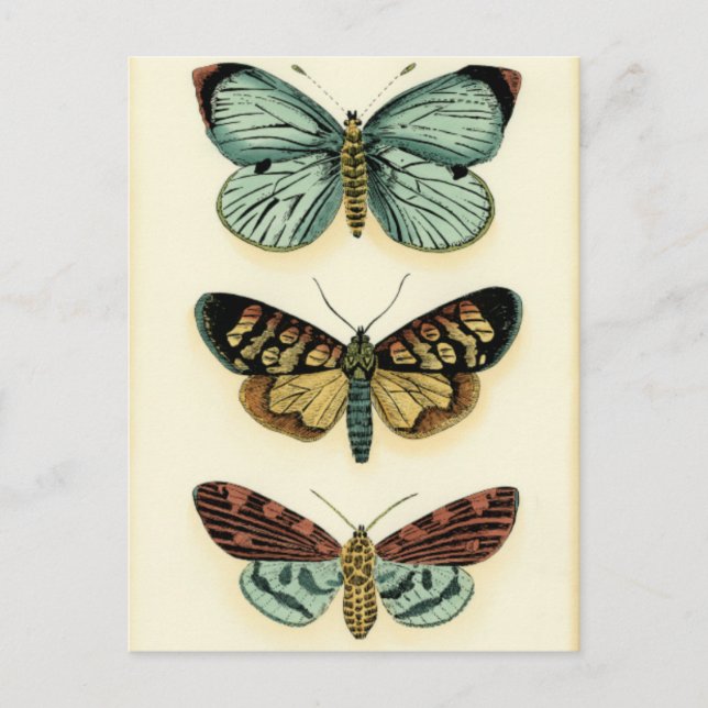 Postal Colección de mariposas por Chariklia Zarris (Anverso)