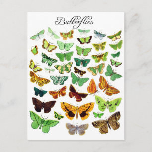 Postal Colección de mariposas verdes