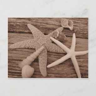 Postal Colección de shell