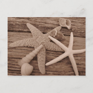 Postal Colección de shell