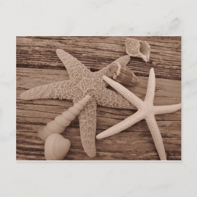 Postal Colección de shell (Anverso)