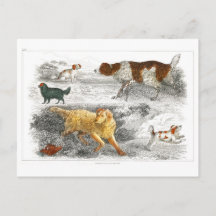 Colección de varios perros de Oliver Goldsmith 