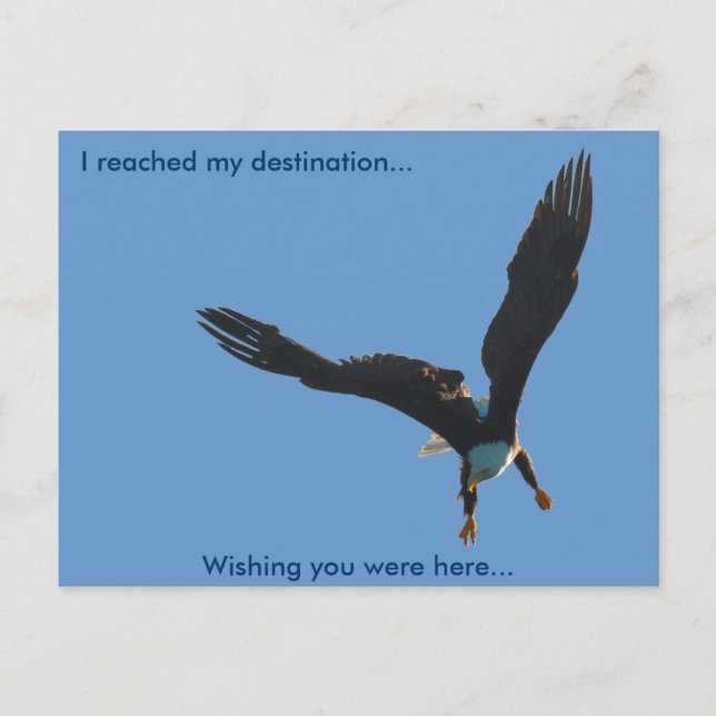 Postal Colección de Vuelo de Águila Calva II (Anverso)