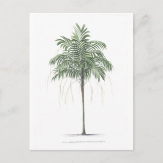Postal Colección del ilustracion de la palmera