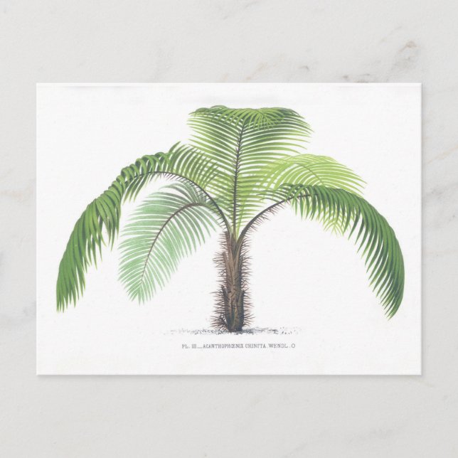 Postal Colección del ilustracion III de la palmera (Anverso)