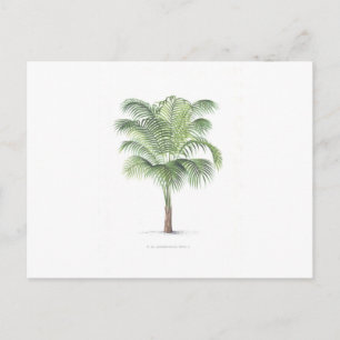 Postal Colección Palm Tropical - imagen 1