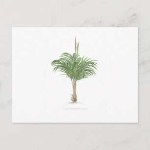 Postal Colección Palm Tropical - imagen 2