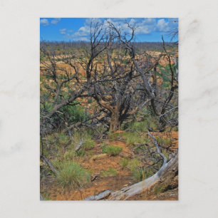 Postal Colección "Parque nacional Mesa Verde"