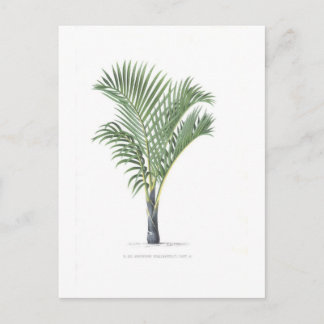 Postal Colección tropical de la palma - imagen 3