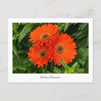 Postal colectiva naranja Gerbera Daisy