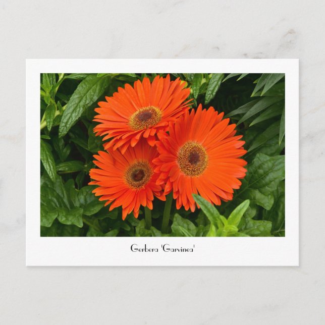 Postal colectiva naranja Gerbera Daisy (Anverso)