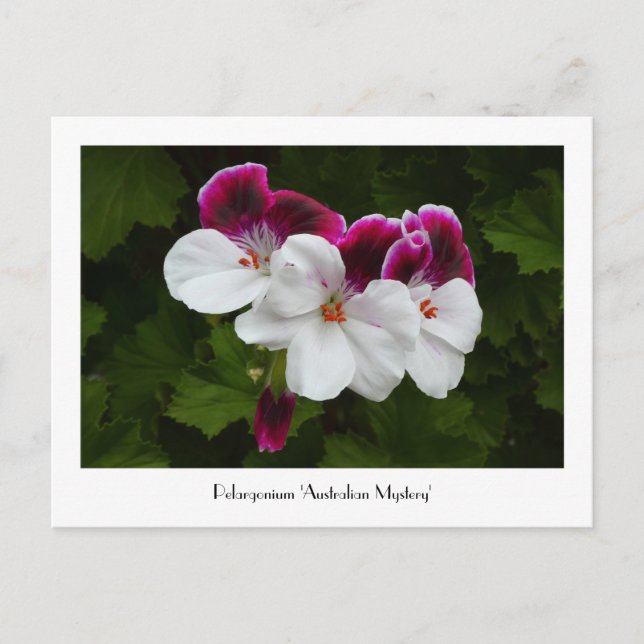 Postal colectiva Regal Pelargonium (Anverso)