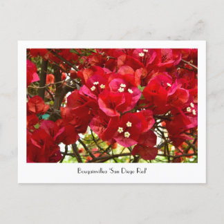 Postal colectiva 'San Diego Red' de Bougainvillea