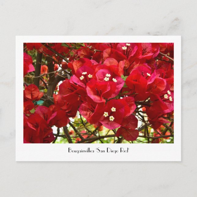 Postal colectiva 'San Diego Red' de Bougainvillea (Anverso)