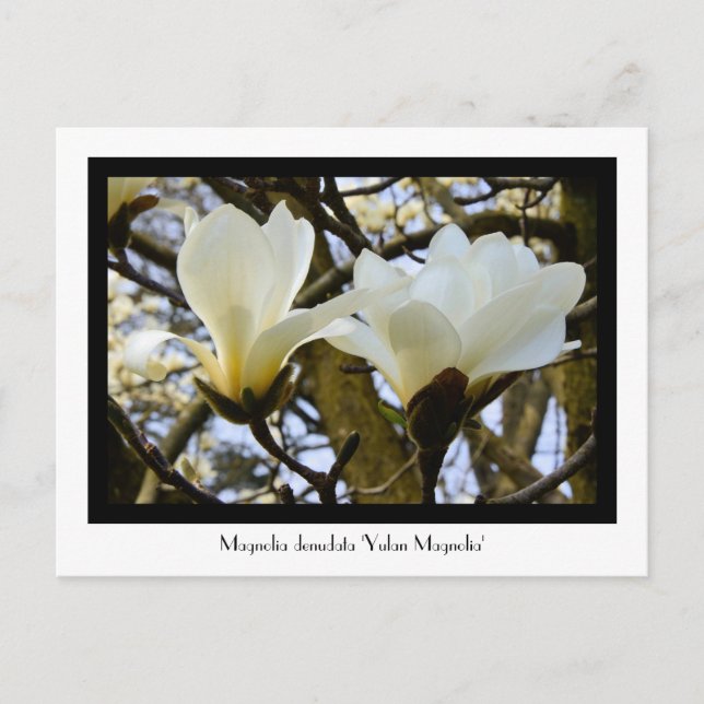 Postal colectiva Yulan Magnolia (Anverso)